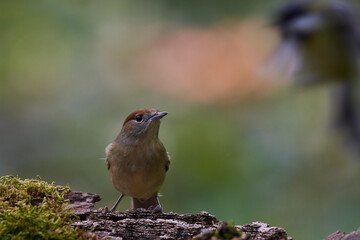 Eurasian blackcap in natural environment, Danube wetland, Slovakia, Europe