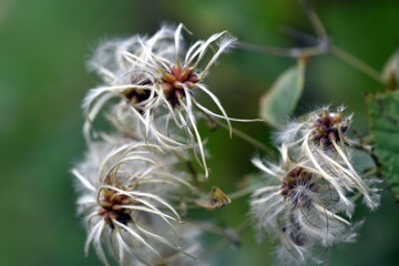 Samen einer Clematis im Herbst