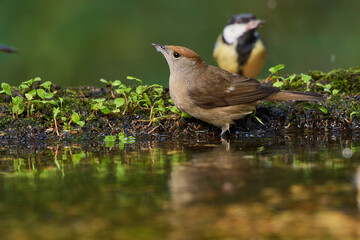 Eurasian blackcap in natural environment, Danube wetland, Slovakia, Europe