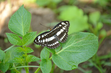 the beautiful black white color butterfly on the green potato plant .