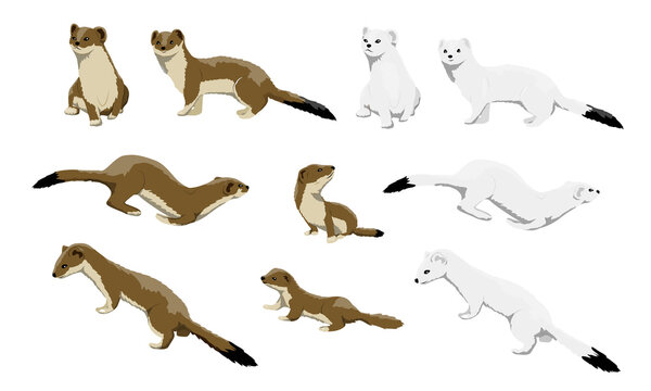 Males, females and calves of ermines are winter white and summer brown. Wild animals of the arctic. Mustela erminea. Vector illustration