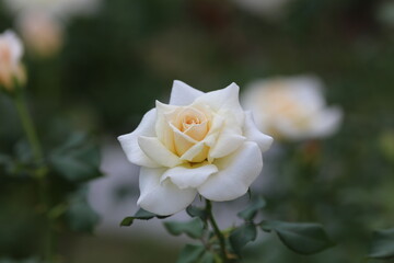 Obraz premium cream rose