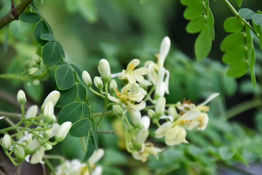 moringa oleifera flower on tree