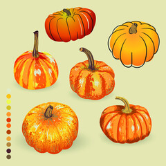 vector set isolated pumpkin. illustration of pumpkin for an autumn design. Halloween holiday.