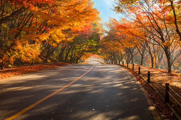 Obraz premium Autumn landscape. Colorful maple tree tunnel and road. Naejangsan National Park, South Korea.