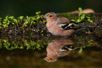 Common chaffinch in deep danube forest in summer season, Slovakia, Europe