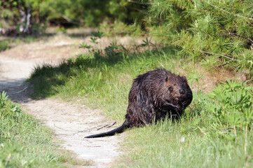 Beaver photo stock. Beaver close-up profile view displaying brown fur, head, eyes, paws, tail and wet fur, foreground and background foliage in its habitat and environment. Image. Picture. Portrait. ©  Aline