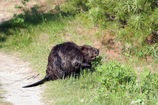 Beaver stock photos. Beaver close-up profile view displaying brown fur, head, eyes, paws, tail and wet fur, with foreground and background foliage habitat and environment. Image. Picture. Portrait.