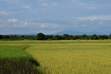 Fototapeta premium A landscape of rice paddy fields.