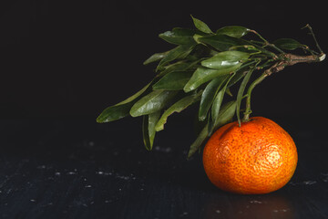 Tangerine on branch on dark background.
A tangerine still on its branch on the right, on a dark blue wooden board and a black background.