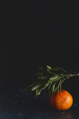 Tangerine on branch on dark background.
Vertical photograph of a tangerine still on its branch located on the right, on a dark blue wooden board and a black background.