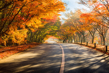 Autumn landscape. Colorful maple tree tunnel and road. Naejangsan National Park, South Korea.