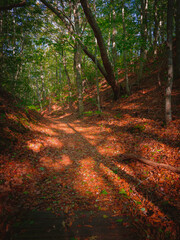 Fototapety na wymiar - Fototapeta24.pl