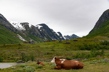 Fototapeta na wymiar cow in the mountains în Norway. 