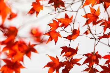 Autumn forest in Korea. Red maple leaf close-up photo blowing in the wind on white sky background