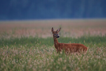 Female roe deer in meadow in summer mornig, Danube wetland, Slovakia, Europe