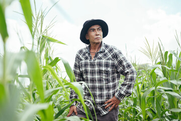 Asian elderly farmer with a hat checking product in a corn field.