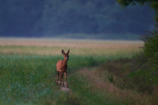 Female roe deer in meadow in summer mornig, Danube wetland, Slovakia, Europe
