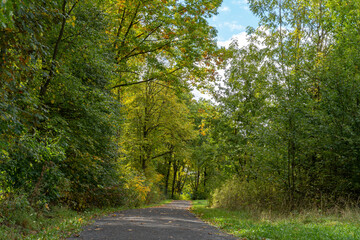 Goldener Herbstweg umgeben von Bäumen und Sträuchern