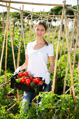 Young woman holding basket with harvest of fresh tomatoes and peppers in garden