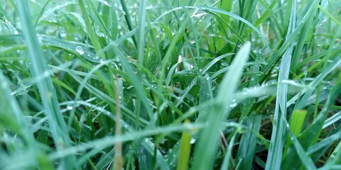 green grass with dew drops