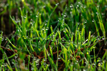 Nice morning dew on green grass close up macro photography nature