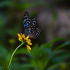 Blue tiger butterfly sitting on a yellow flower