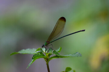 Ebony jewelwing damselfly sitting on a leaf