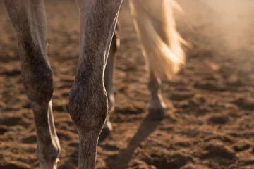 Foto auf Alu-Dibond horse legs on sunset © Виктория Литовская