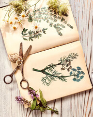 Old book with a picture of medicinal herbs and different herbs on a wooden background. Vintage still life with scissors and natural herbs.