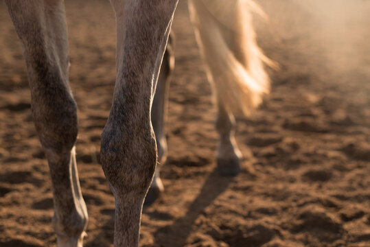 horse legs on sunset