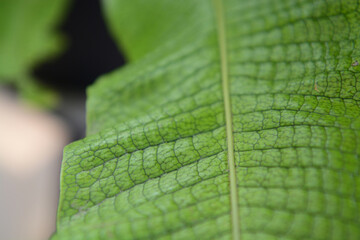 葉脈のみえる大きな西洋の葉