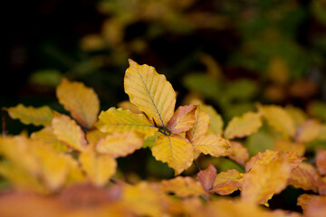 Wald im Herbst
