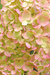A floral background of The Flowers of Hortensia. Close-up.
