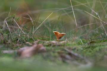 Wald im Herbst