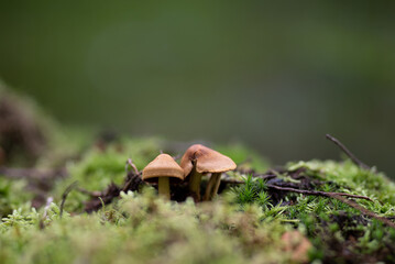 Wald im Herbst