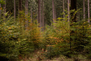 Fototapeta premium Wald im Herbst