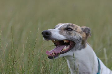 Greyhound's excited expression as she peeks over long grass.