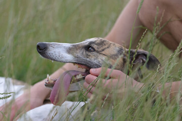 Tongue lolls out of the mouth of this pet greyhound as its petted