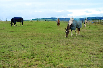 horses covered with warm blankets graze in the pasture, the concept of weather, agriculture, care and treatment of animals