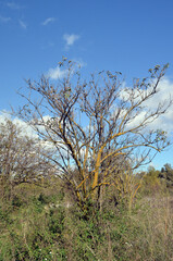 Natural landscape in Kiev Region at autumn