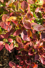 Red leafs in the autumn 