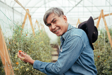 Asian senior farmer harvest fresh little tomatoes with scissor in greenhouse.