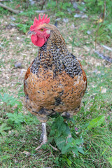 Speckeled rooster standing on pasture