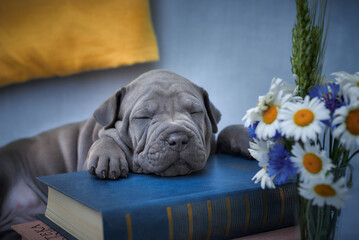 Thai Ridgeback puppy sleeps on books next to flowers