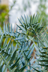 Exotische Grünpflanze im botanischen Garten