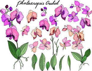 Isolated orchid phalaenopsis  on white. Different color, elements for floral season design