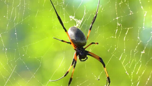 Araign&eacute;e de l'&icirc;le de La R&eacute;union appel&eacute;e la Bib 
