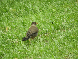 Aves en las playas de las grutas