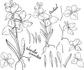 Black and white orchid vanda